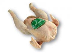 Gallina