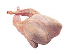 Codorniz